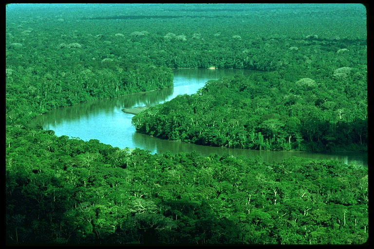 The expansive Amazon rainforest of Ecuador